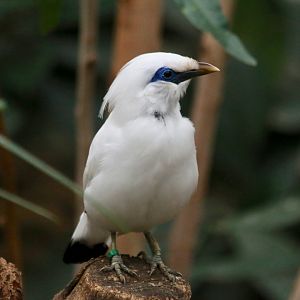 Bali Myna