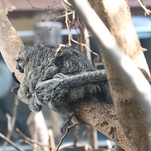 Baby White-facaed Saki Monkey clinging tightly to its mother