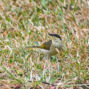 Varied Honeyeater
