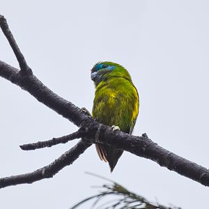 Double-eyed Fig Parrot