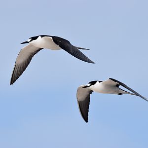 Sooty Terns