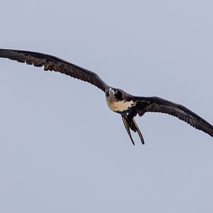Great Frigatebird