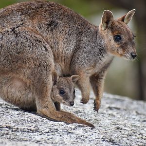Mareeba Rock-Wallaby with joey