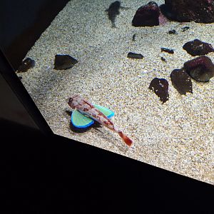 Spiny red gurnard (Chelidonichthys spinosus)