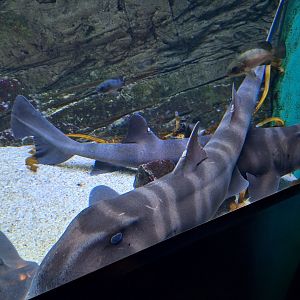 Japanese bullhead shark (Heterodontus japonicus)