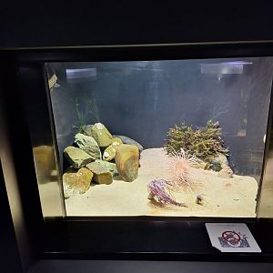 Anemone tank