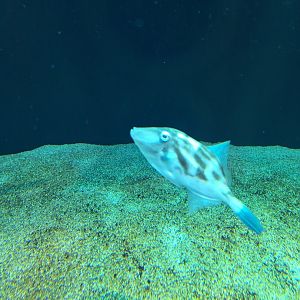 Black scraper (Thamnaconus modestus)