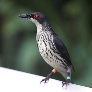 Metallic Starling (Aplonis metallica)