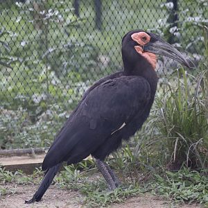 Southern Ground Hornbill (Bucorvus leadbeateri)