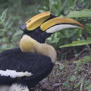 Great Pied Hornbill (Buceros bicornis)
