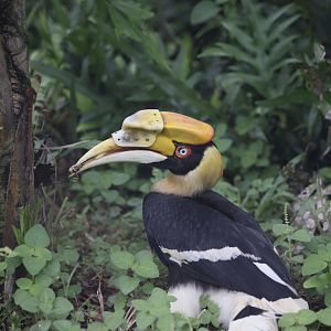 Great Pied Hornbill (Buceros bicornis)
