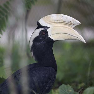 Black Hornbill (Anthracoceros malayanus)