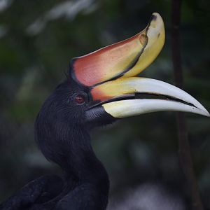 Rhinoceros Hornbill (Buceros rhinoceros)