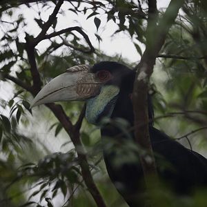 Wreathed Hornbill (Rhyticeros undulatus)
