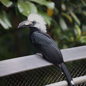 Western Long-tailed Hornbill (Horizocerus albocristatus)