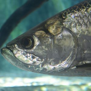 Atlantic Tarpon (Megalops atlanticus)
