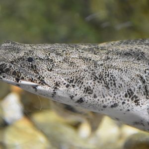 Saddled Bichir (Polypterus endlicheri endlicheri,)