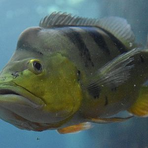 Butterfly Peacock Bass (Cichla ocellaris)