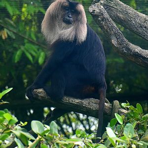 Lion-tailed Macaque (Macaca silenus)