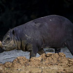North Sulawesi Babirusa (Babyrousa celebensis)