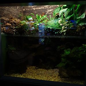 Haus der Natur Salzburg: Tank for West-African fishes.