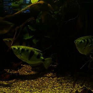 Haus der Natur Salzburg: Spotted archerfish (Toxotes chatareus)