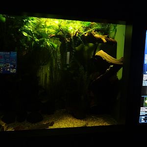 Haus der Natur Salzburg: Tank for spotted gar