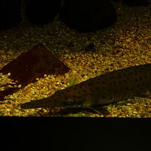 Haus der Natur Salzburg: Spotted gar (Lepisosteus oculatus)