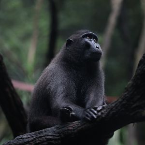 Celebes Crested Macaque (Macaca nigra)