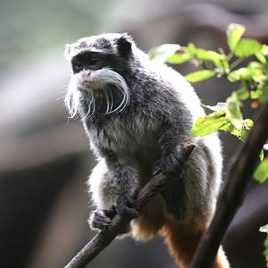 Emperor Tamarin (Saguinus imperator)