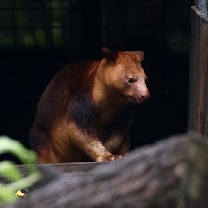 Goodfellow's Tree-kangaroo (Dendrolagus goodfellowi)
