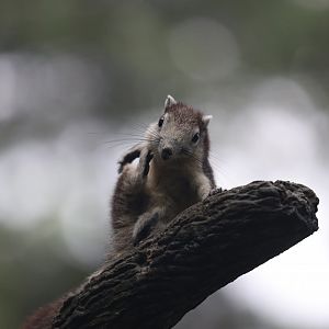 Finlayson's Squirrel (Callosciurus finlaysonii)