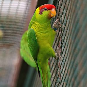 West Timor Iris lorikeet (Saudareos iris iris)