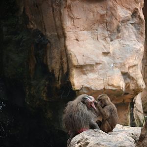 Hamadryas Baboon (Papio hamadryas)