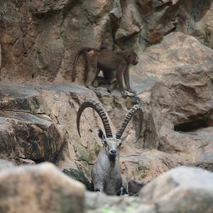 Nubian Ibex (Capra nubiana)