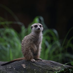 Meerkat (Suricata suricatta)