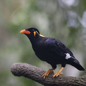 Common Hill Myna (Gracula religiosa)