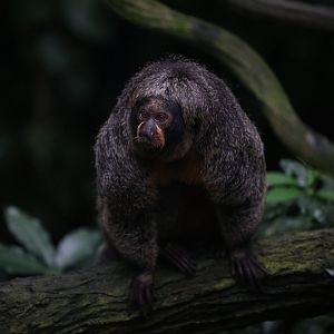 Female White-Faced Saki (Pithecia Pithecia)