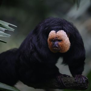Male White-Faced Saki (Pithecia Pithecia)