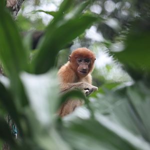 Proboscis Monkey (Nasalis larvatus)