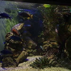 Haus der Natur Salzburg: African ciclid tank