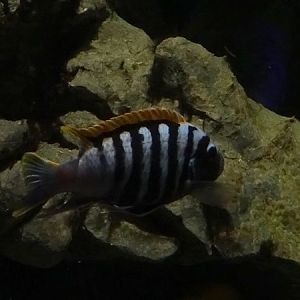Haus der Natur Salzburg: Dogtooth cichlid (Cynotilapia afra)
