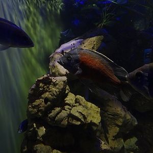 Haus der Natur Salzburg: Copadichromis borleyi