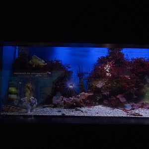 Haus der Natur Salzburg: Tank for frogfish and leaf scorpionfish