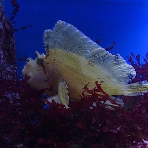 Haus der Natur Salzburg:  Leaf scorpionfish (Taenianotus triacanthus)
