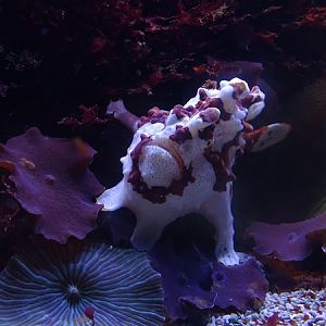 Haus der Natur Salzburg: Warty frogfish (Antennarius maculatus)