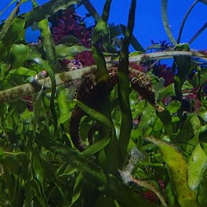 Haus der Natur Salzburg: Pot-bellied seahorse (Hippocampus abdominalis)