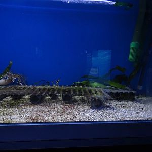 Haus der Natur Salzburg:  Tank for four-eyed octopus