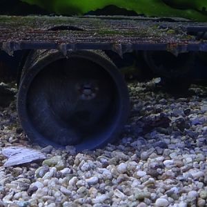 Haus der Natur Salzburg: Mexican four-eyed octopus (Octopus maya)