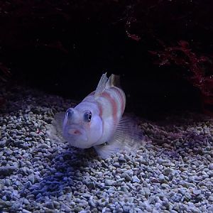 Haus der Natur Salzburg: Shrimp-goby (Amblyeleotris steinitzi)